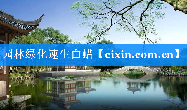 园林绿化速生白蜡