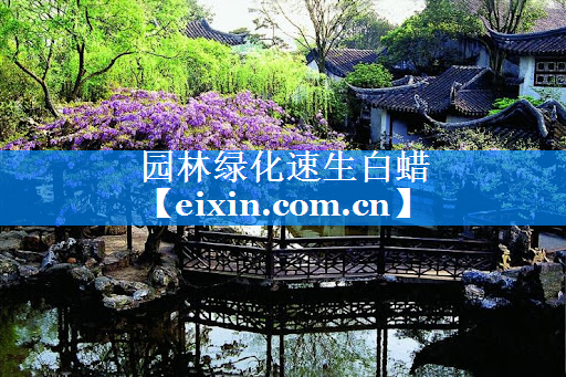 园林绿化速生白蜡